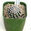 Mammillaria_hernandezii